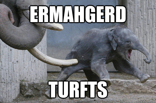 ermahgerd TURFTS  ermahgerd elephant
