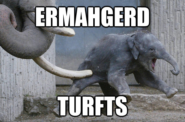 ermahgerd TURFTS - ermahgerd TURFTS  ermahgerd elephant