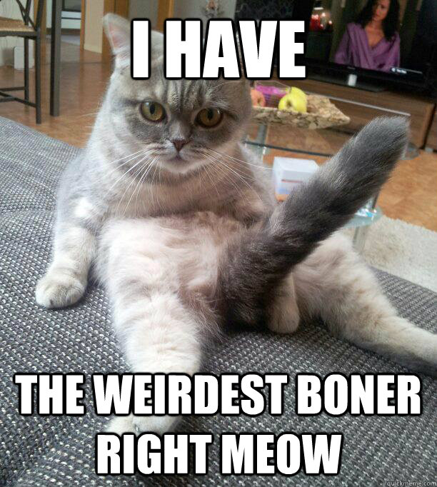i have the weirdest boner right meow  boner cat