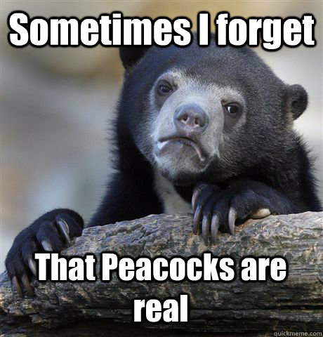 Sometimes I forget That Peacocks are real  Confession Bear
