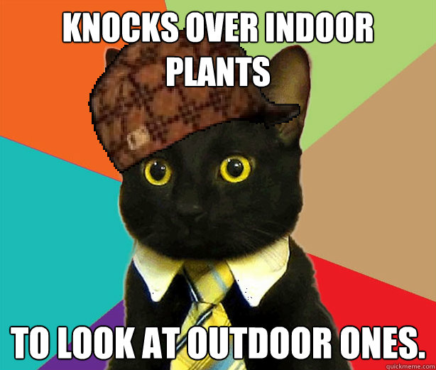 Knocks over indoor plants To look at outdoor ones.  Scumbag Cat