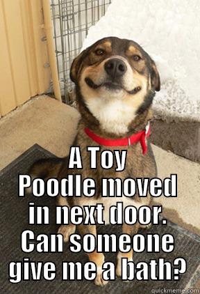  A TOY POODLE MOVED IN NEXT DOOR. CAN SOMEONE GIVE ME A BATH? Good Dog Greg