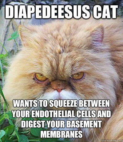 Diapedeesus cat Wants to squeeze between your endothelial cells and digest your basement membranes  Diabeetus Cat