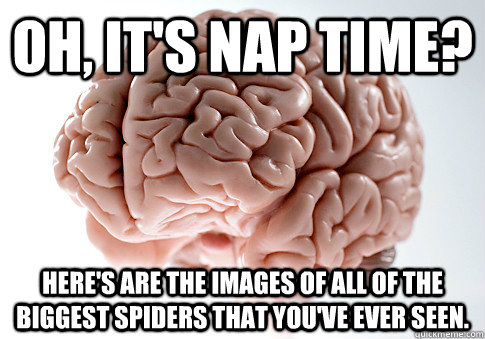 OH, it's nap time? Here's are the images of all of the biggest spiders that you've ever seen.  Scumbag Brain