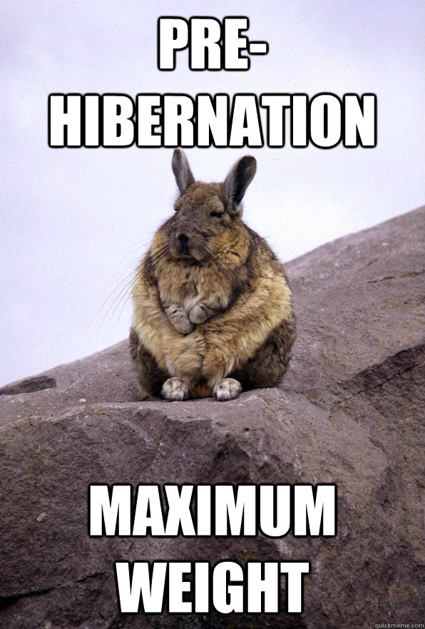 pre-hibernation Maximum Weight  Wise Wondering Viscacha