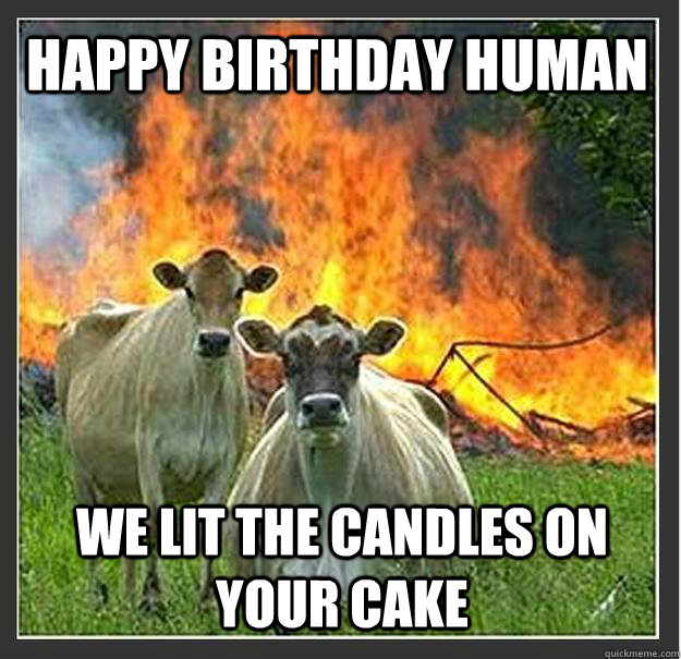 Happy Birthday human We lit the candles on your cake  - Happy Birthday human We lit the candles on your cake   Evil cows