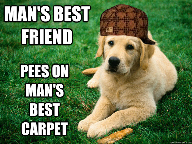 Man's best friend pees on man's best carpet - Man's best friend pees on man's best carpet  Misc