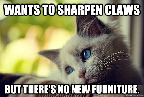 Wants to sharpen claws but there's no new furniture. - Wants to sharpen claws but there's no new furniture.  First World Problems Cat