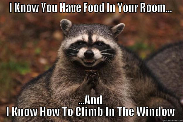 I KNOW YOU HAVE FOOD IN YOUR ROOM... ...AND I KNOW HOW TO CLIMB IN THE WINDOW Evil Plotting Raccoon