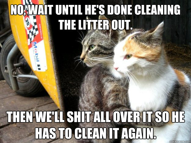 No, wait until he's done cleaning the litter out. Then we'll shit all over it so he has to clean it again. - No, wait until he's done cleaning the litter out. Then we'll shit all over it so he has to clean it again.  Restraining Cat