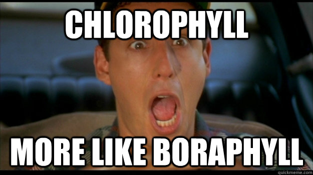 chlorophyll More like Boraphyll  