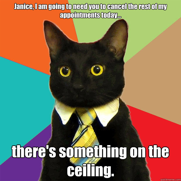 Janice, I am going to need you to cancel the rest of my appointments today... there's something on the ceiling.
 - Janice, I am going to need you to cancel the rest of my appointments today... there's something on the ceiling.
  Business Cat