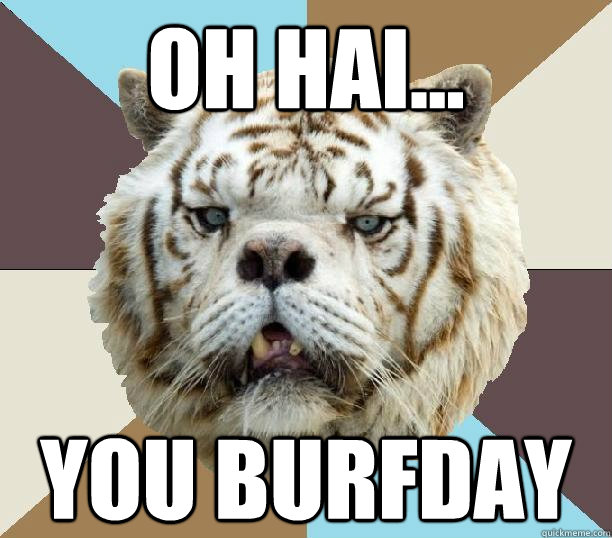 Oh hai... you burfday - Oh hai... you burfday  Kenny the Retarded Tiger