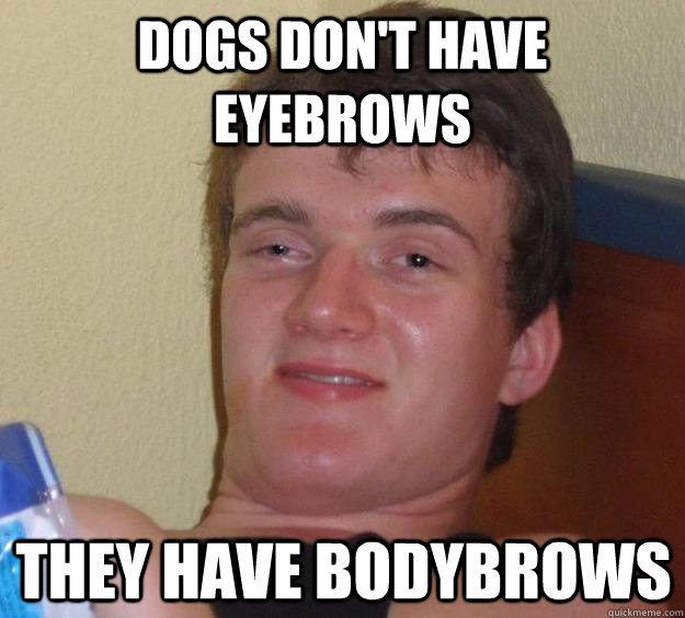 Dogs don't have eyebrows  They have bodybrows - Dogs don't have eyebrows  They have bodybrows  10 Guy