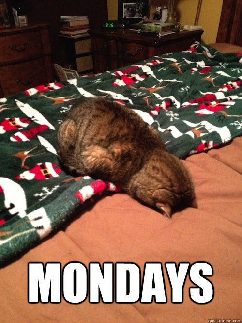 MONDAYS - MONDAYS  Monday Cat