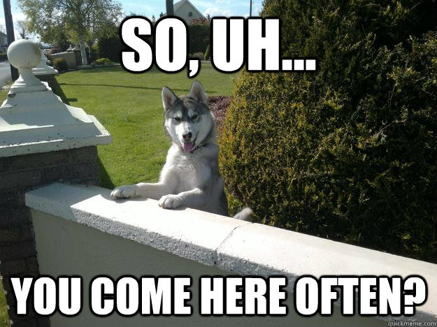 So, uh... You come here often?  Flirty Husky