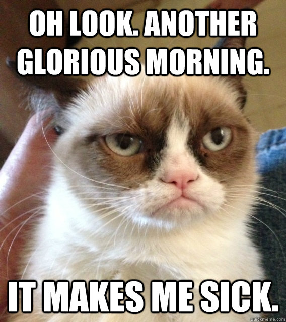 Oh look. Another glorious morning. It makes me sick.  Not Amused Grumpy Cat