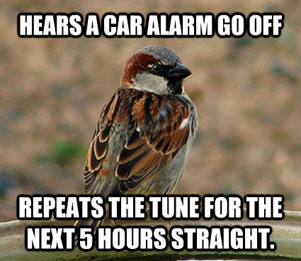 HEARS A CAR ALARM GO OFF REPEATS THE TUNE FOR THE NEXT 5 HOURS STRAIGHT. - HEARS A CAR ALARM GO OFF REPEATS THE TUNE FOR THE NEXT 5 HOURS STRAIGHT.  scumbag bird