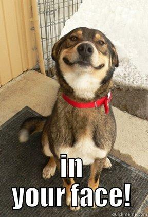  IN YOUR FACE! Good Dog Greg
