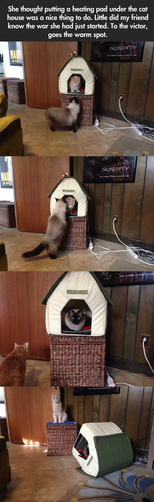 The Hunger Games Cat Edition Quickmeme