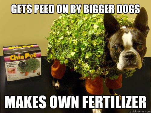 gETS PEED ON BY BIGGER DOGS MAKES OWN FERTILIZER  CHIA PET DOG