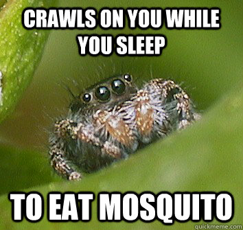 Crawls on you while you sleep To eat mosquito  Misunderstood Spider