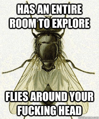 Has an entire room to explore flies around your fucking head  Fly logic