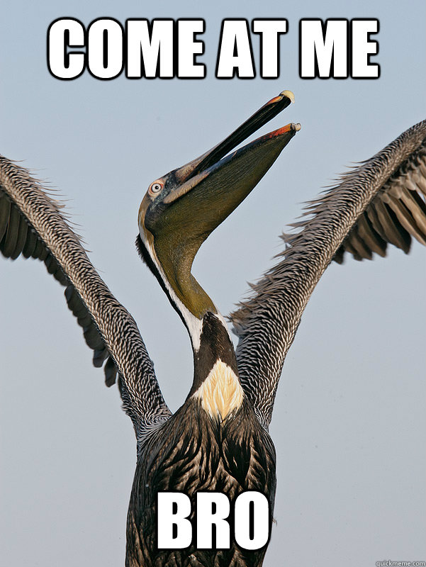 come at me bro  come at me pelican