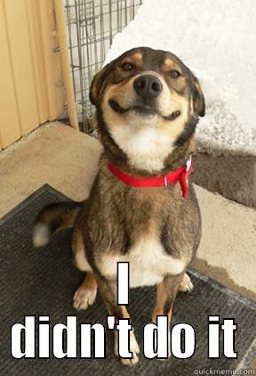  I DIDN'T DO IT Good Dog Greg