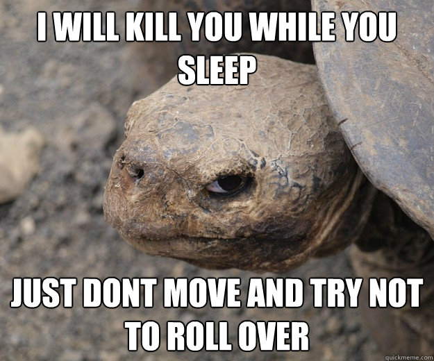 I will kill you while you sleep just dont move and try not to roll over - I will kill you while you sleep just dont move and try not to roll over  Insanity Tortoise