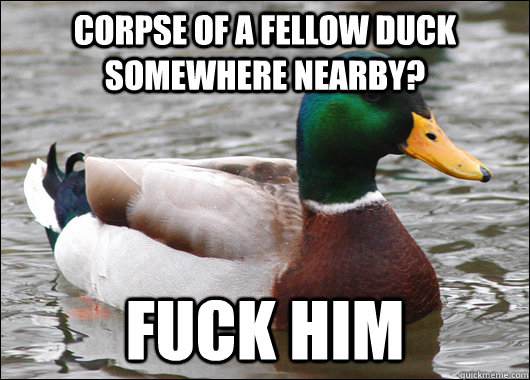 Corpse of a fellow duck somewhere nearby? Fuck him - Corpse of a fellow duck somewhere nearby? Fuck him  Actual Advice Mallard