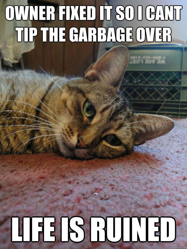 owner fixed it so i cant tip the garbage over life is ruined - owner fixed it so i cant tip the garbage over life is ruined  Life Is Ruined Cat