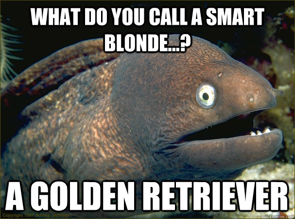 what do you call a smart blonde...? A golden retriever  Bad Joke Eel