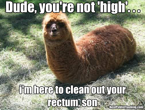 Dude, you're not 'high'. . . i'm here to clean out your rectum, son BestPublicFlashing.com - Dude, you're not 'high'. . . i'm here to clean out your rectum, son BestPublicFlashing.com  Alpacapillar