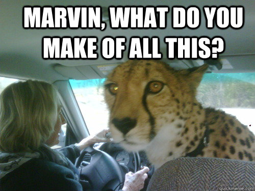 Marvin, what do you make of all this?  - Marvin, what do you make of all this?   Chill Cheetah