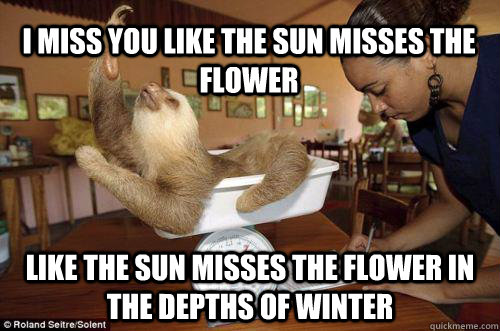 I miss you like the sun misses the flower like the sun misses the flower in the depths of winter - I miss you like the sun misses the flower like the sun misses the flower in the depths of winter  Dramatic Sloth
