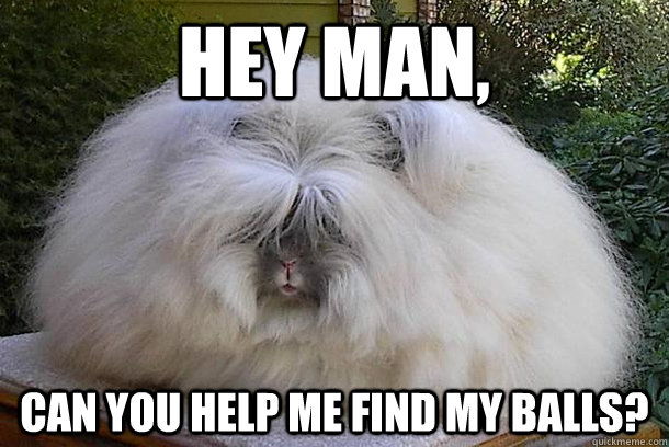 Hey man, Can you help me find my balls?  Fluffy cat