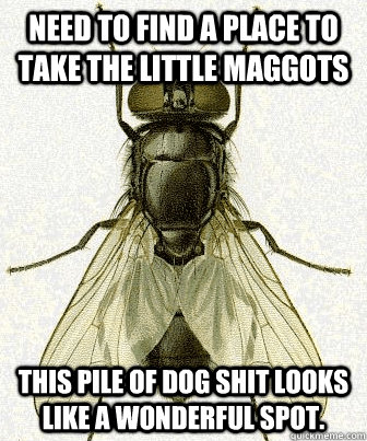 Need to find a place to take the little maggots this pile of dog shit looks like a wonderful spot. - Need to find a place to take the little maggots this pile of dog shit looks like a wonderful spot.  Fly logic