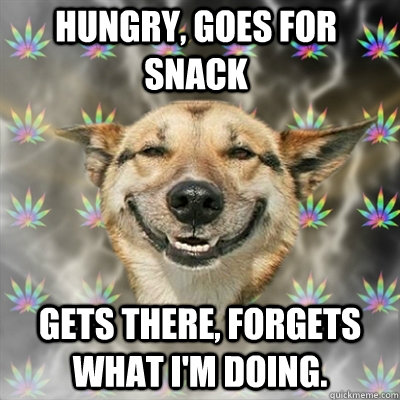 Hungry, Goes for snack Gets there, forgets what i'm doing.  Stoner Dog