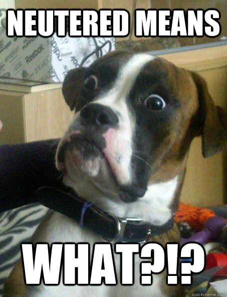 neutered means What?!?  Baffled boxer