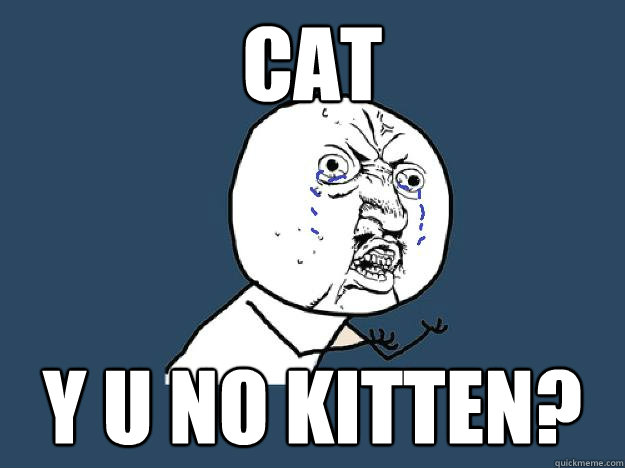 Cat Y u no kitten?  