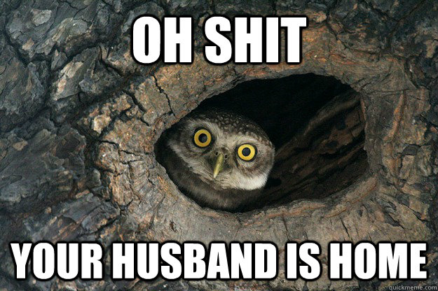 Oh shit Your husband is home  Thunderstruck Owl