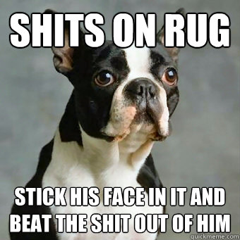 Shits on rug stick his face in it and beat the shit out of him - Shits on rug stick his face in it and beat the shit out of him  Stupid Dog