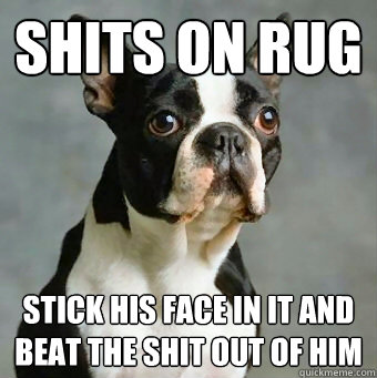 Shits on rug stick his face in it and beat the shit out of him  Stupid Dog