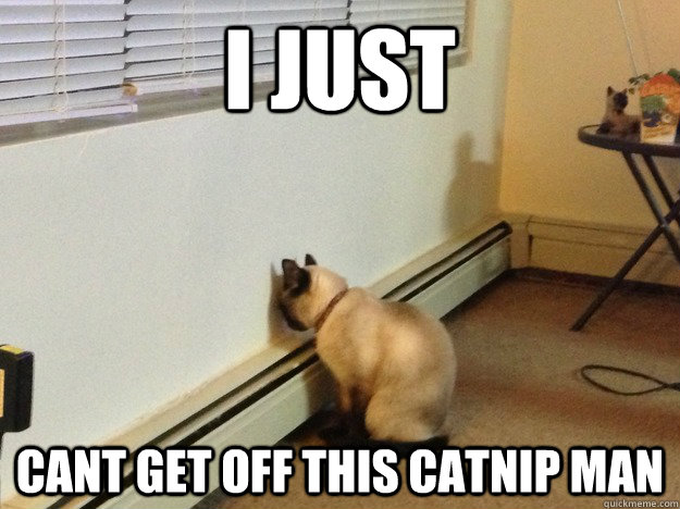 I just Cant get off this catnip man  Regretful Cat