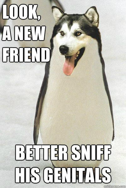 look,
a new
friend better sniff his genitals  Courageously Awkward Wolf