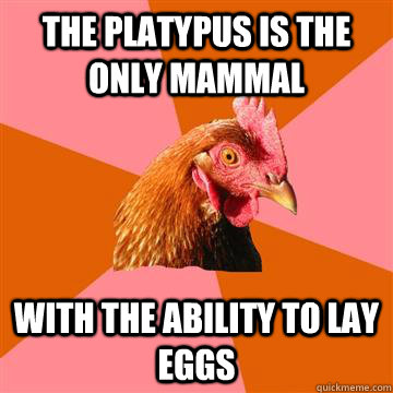 the platypus is the only mammal with the ability to lay eggs  Anti-Joke Chicken