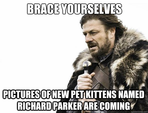 Brace yourselves pictures of new pet kittens named richard parker are coming - Brace yourselves pictures of new pet kittens named richard parker are coming  Misc