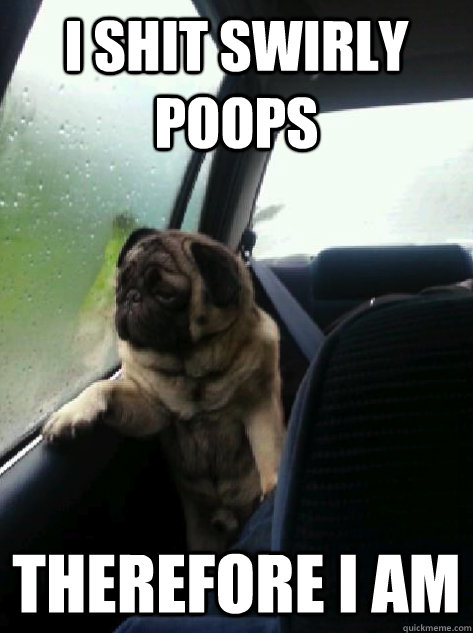 I shit swirly poops therefore I am  Introspective Pug