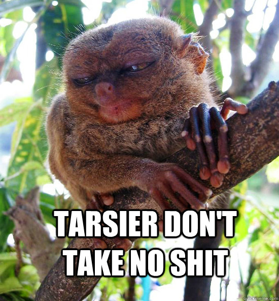 TARSIER DON'T TAKE NO SHIT  